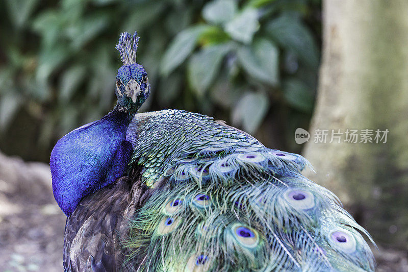 孔雀(Pavo cristatus)